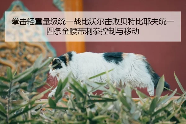 quan-ji-qing-zhong-liang-ji-tong-yi-zhan-bi-wo-er-ji-bai-bei-te-bi-ye-fu-tong-yi-si-tiao-jin-yao-dai-ci-quan-kong-zhi-2-341.jpg